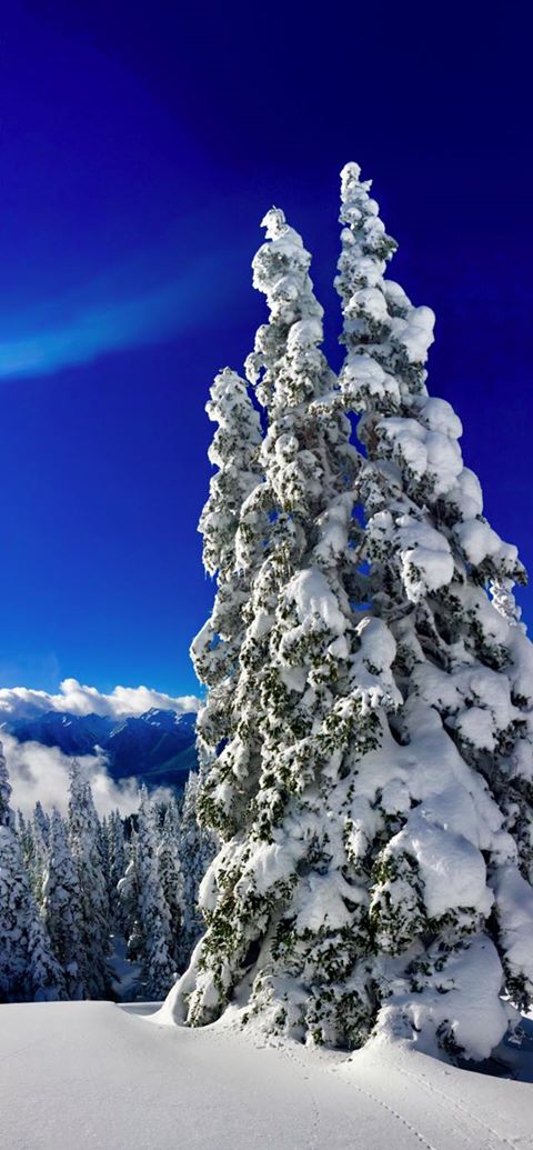 Snow covered trees