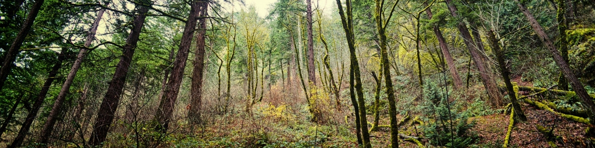 Oregon Forest Oregon Forest